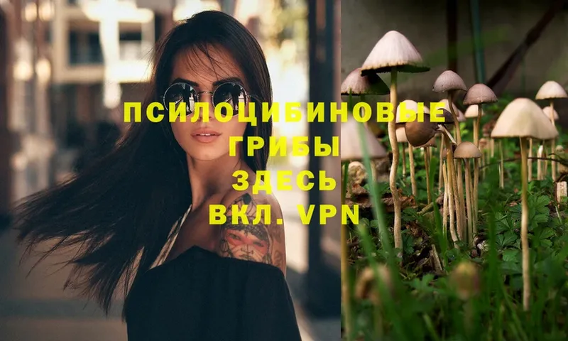 цена наркотик  Жиздра  Галлюциногенные грибы Psilocybe 